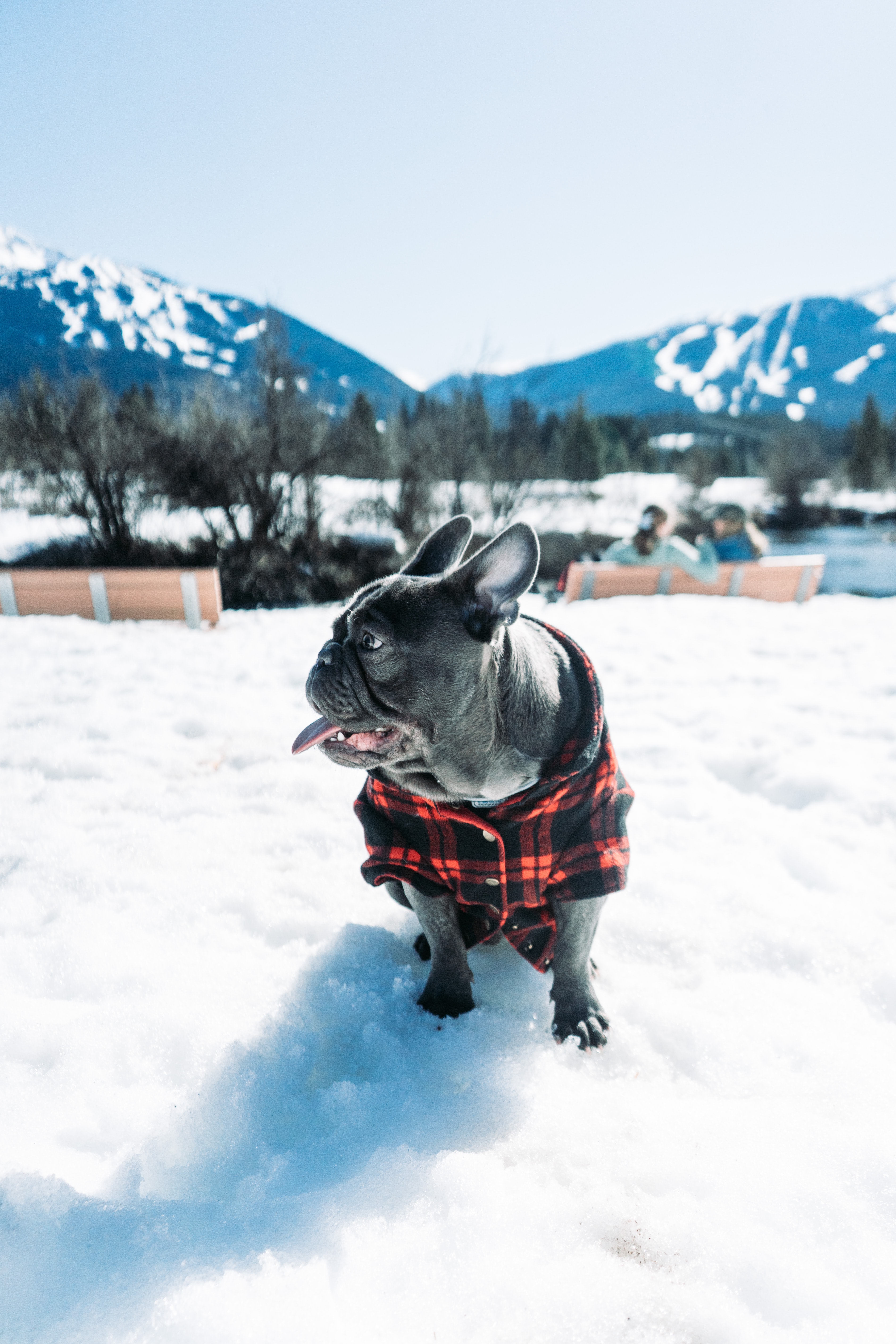 Pug in snow